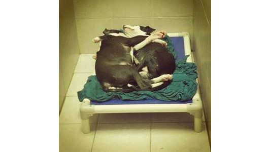 photo dogs_5_zps5c659707.jpg