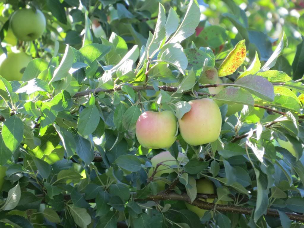 IMAGE: http://i1301.photobucket.com/albums/ag103/codyw80/IMG_1314_zpse1912781.jpg