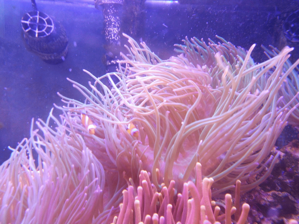 Five years in... finally gave in and bought Clowns Fish Forum Nano