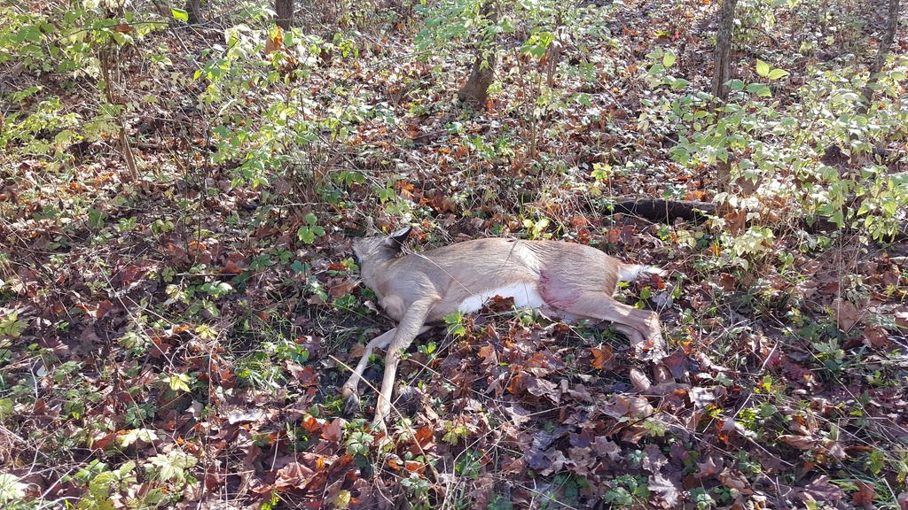 Hunting Public land not so bad. Ohio Sportsman Your Ohio Hunting