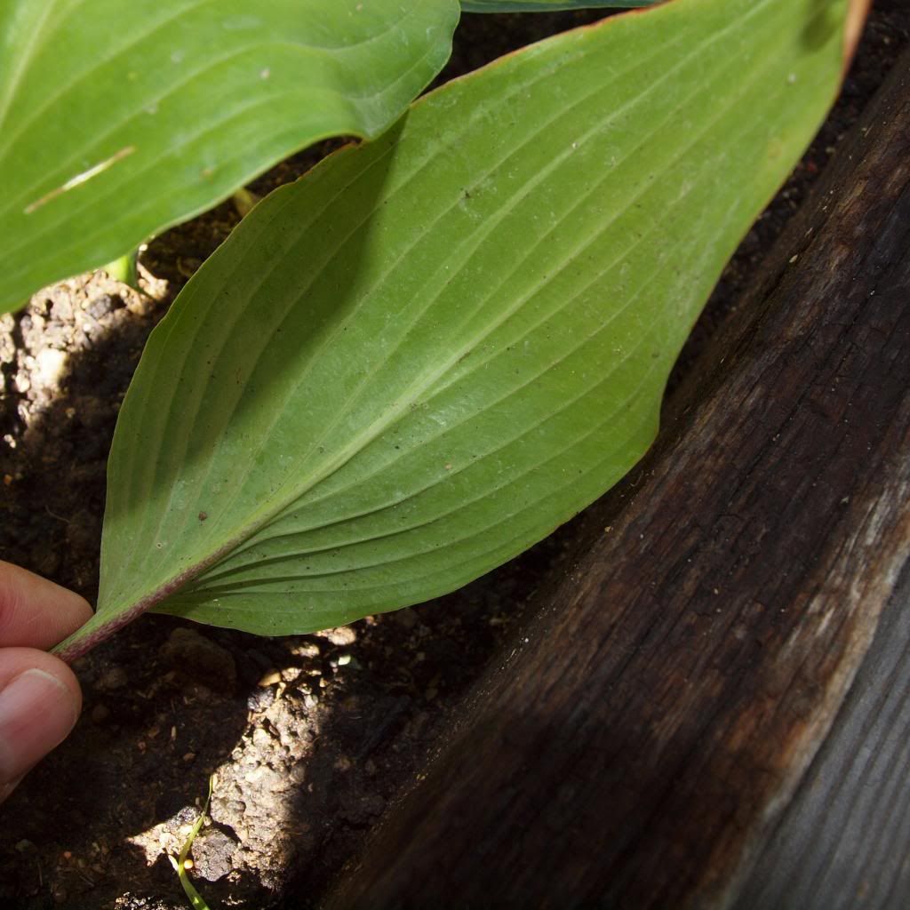 Hosta I.D. 9.24.13 Leaf Back photo P9243696_zps82e43bc8.jpg