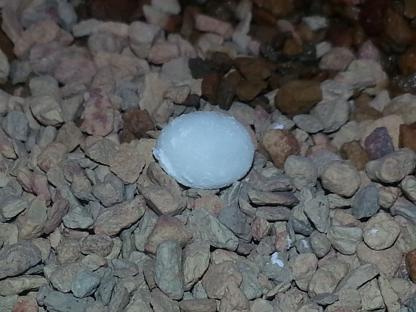 paroeduraandroyensisegg1_zps9e17aa8a.jpg
