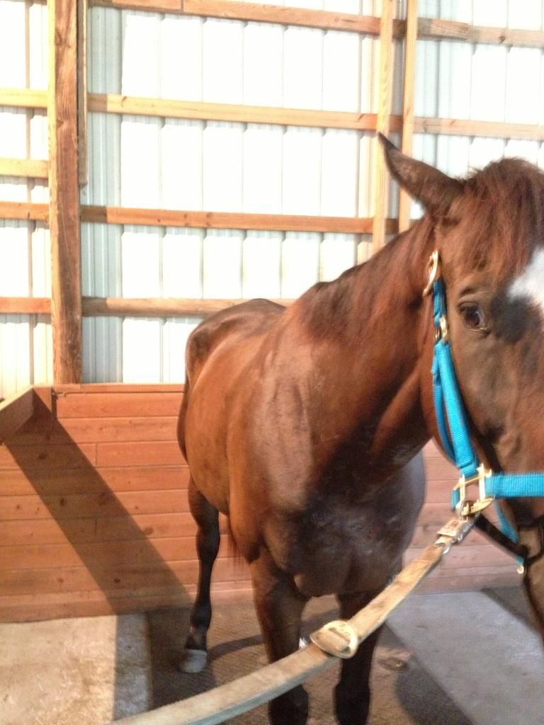 Simons story The Horse Forum