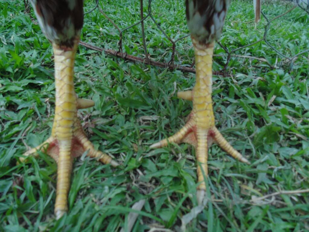 Nọc việt  đẳng cấp 3kg - 3