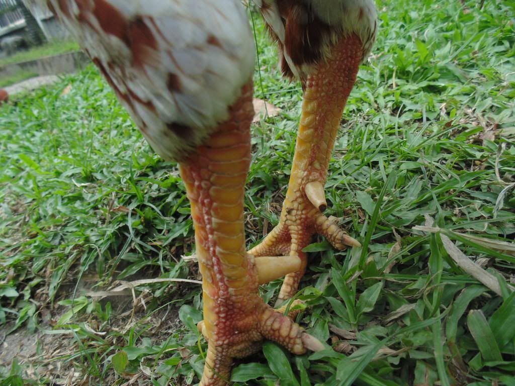 Nọc việt  đẳng cấp 3kg - 4