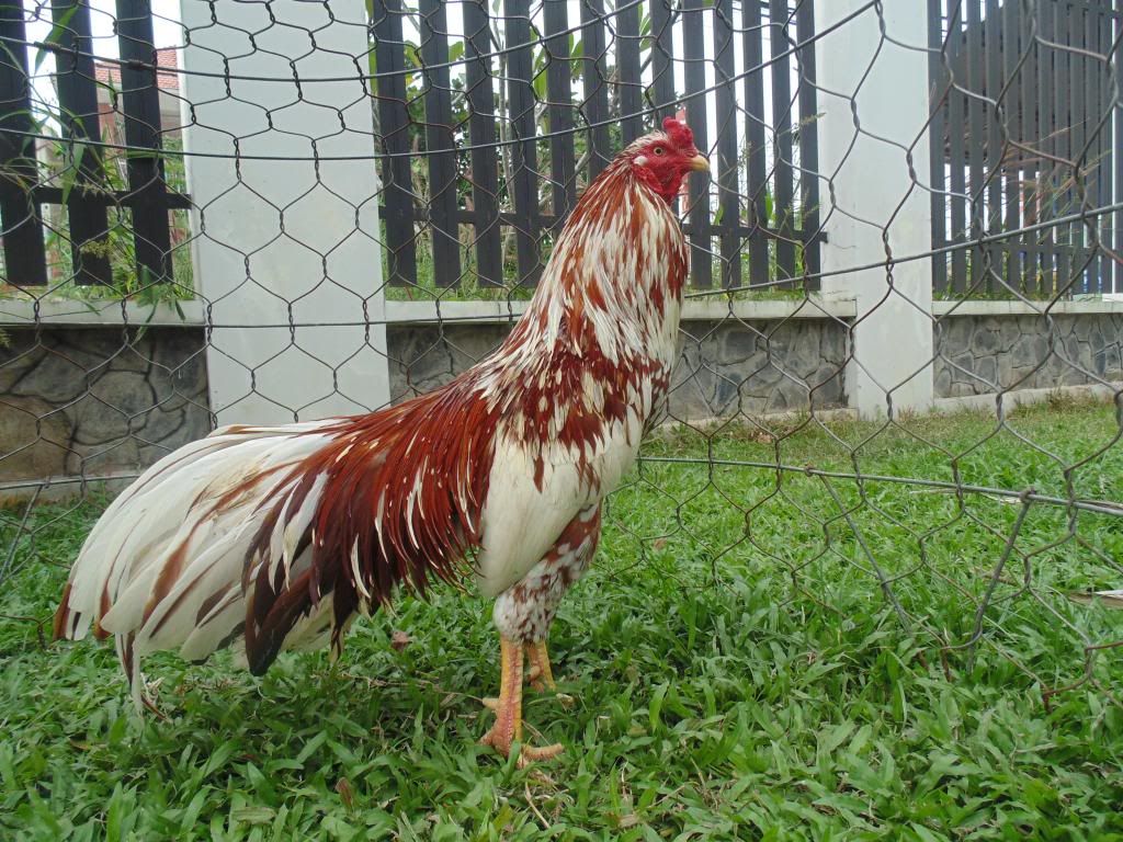 Nọc việt  đẳng cấp 3kg