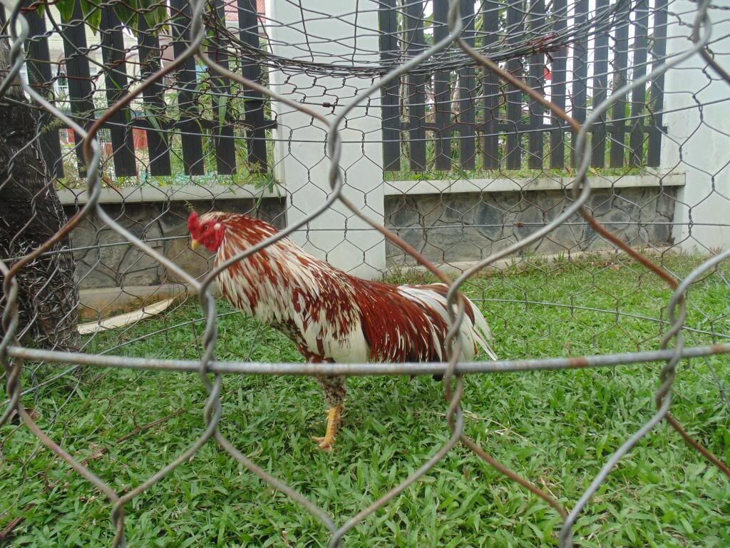 Nọc việt  đẳng cấp 3kg - 2