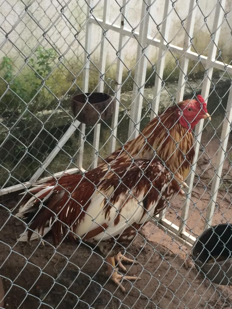 Nọc việt  đẳng cấp 3kg - 6