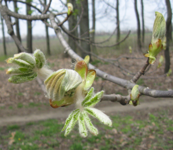 photo   _zpsnt3bc4bm.png