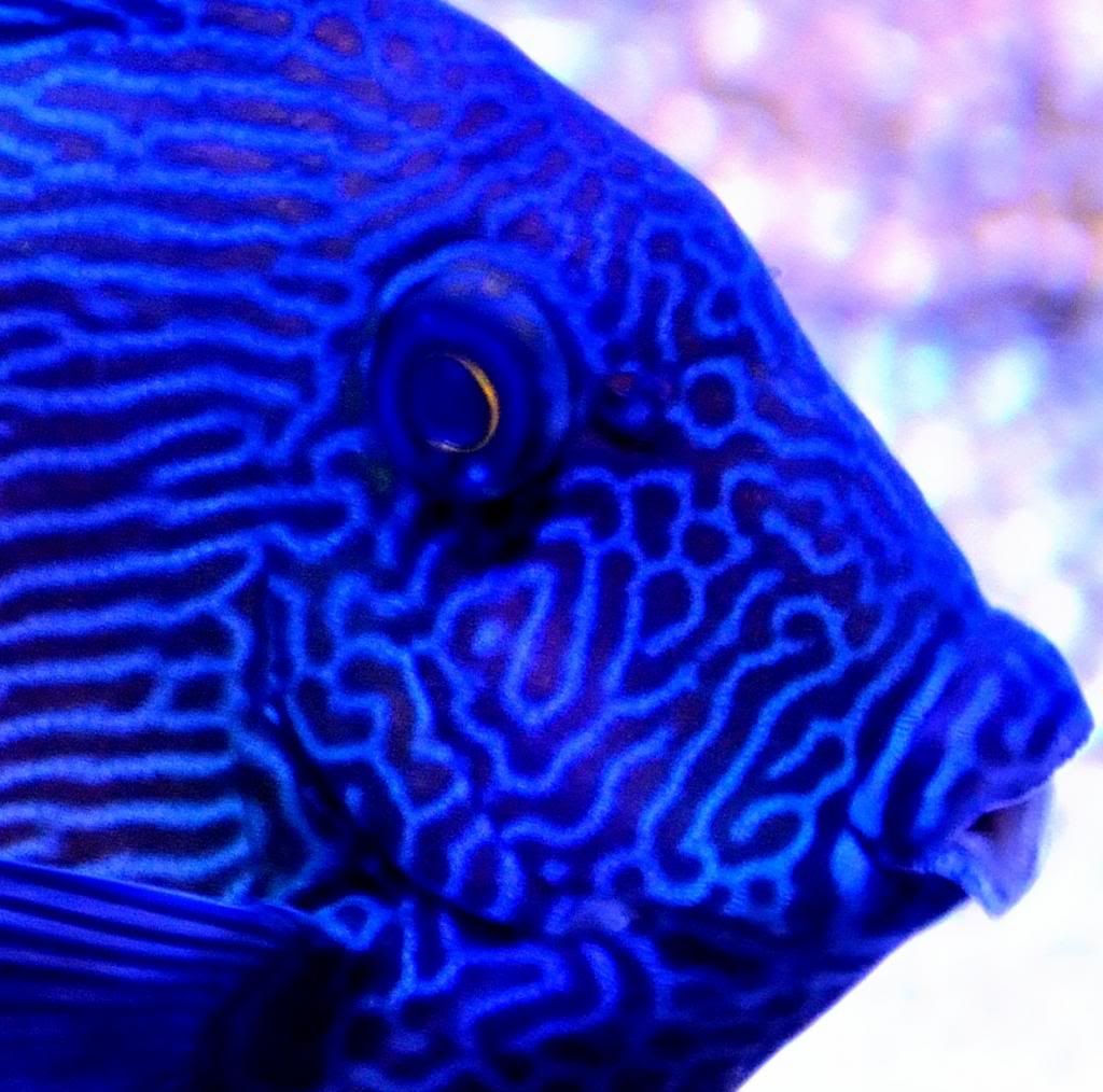 What's best looking fish under blue leds? Reef Central Online Community