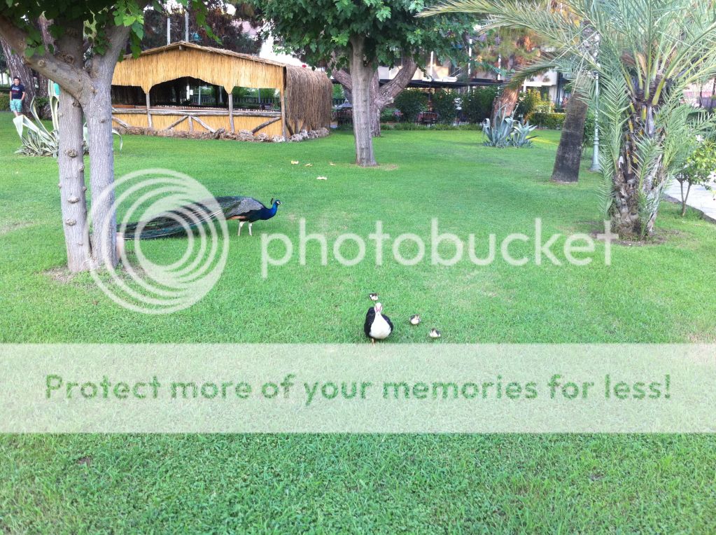 Photobucket Pictures, Images and Photos