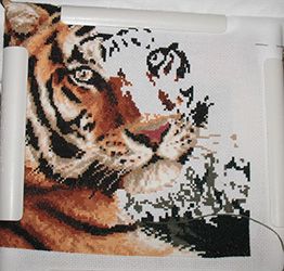 photo tiger7_zps04025e0d.jpg