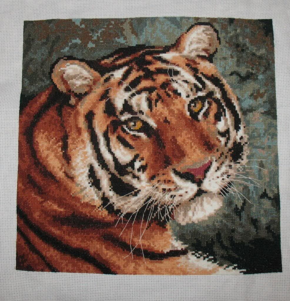 photo tiger9_zps7046ca45.jpg