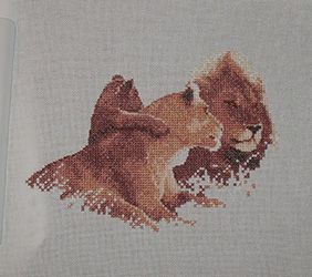 photo lions2_zps28087b47.jpg
