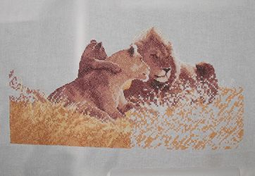 photo lions3_zps049aa38d.jpg