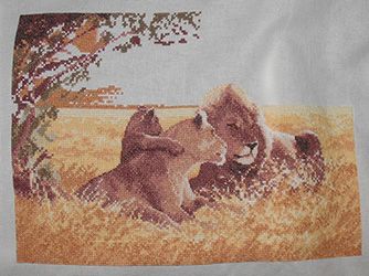 photo lions5_zps262d10bc.jpg