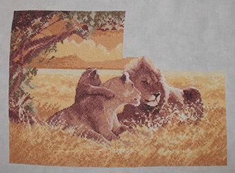 photo lions6_zpsf0c46b5d.jpg