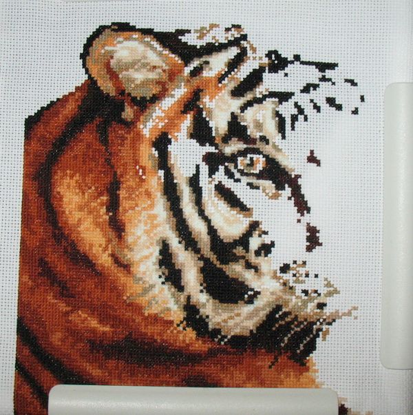 photo tiger6_zps8b143660.jpg